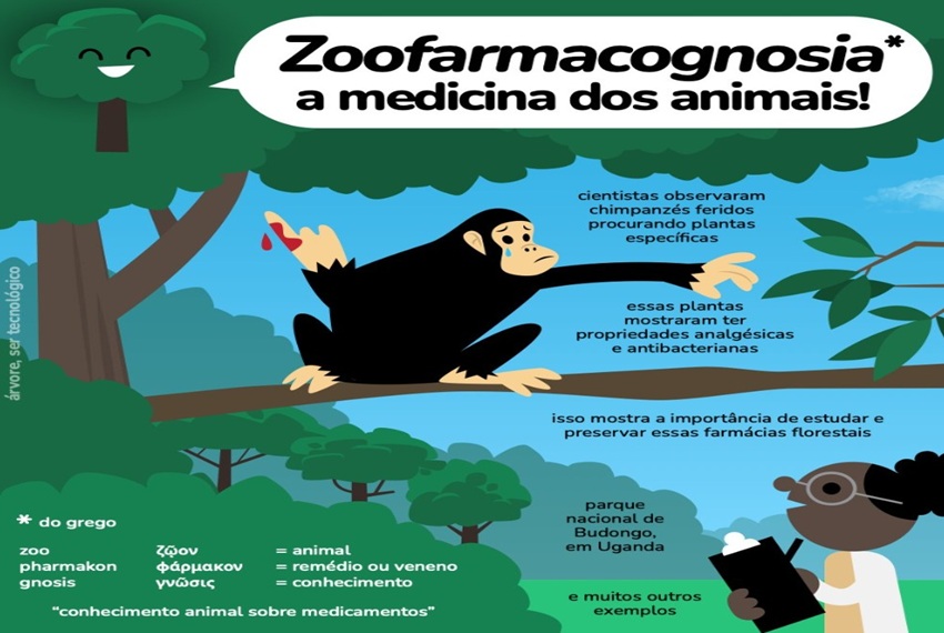 Zoofarmacognosia