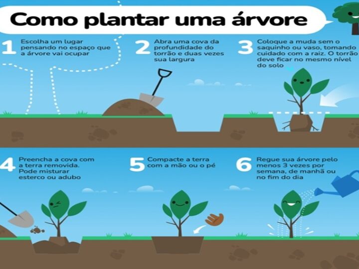 COMO PLANTAR: Vamos plantar uma árvore?