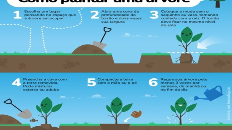 COMO PLANTAR: Vamos plantar uma árvore?