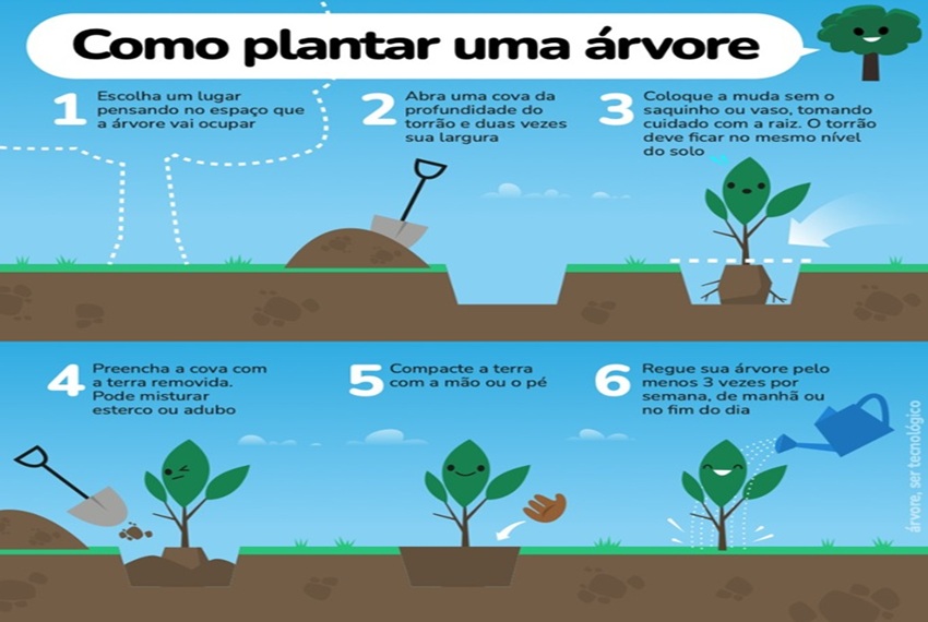 COMO PLANTAR: Vamos plantar uma árvore?