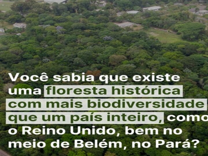 FLORESTA HISTÓRICA