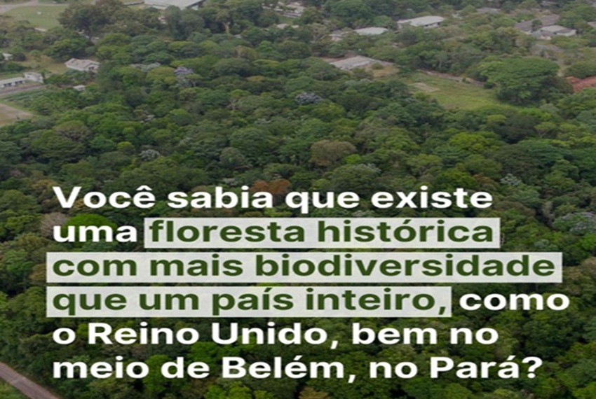 FLORESTA HISTÓRICA