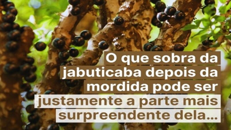 JABUTICABA