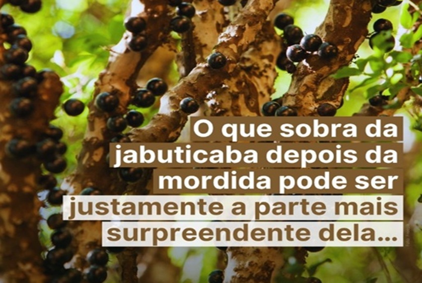 JABUTICABA