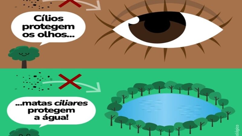 MATAS CILIARES