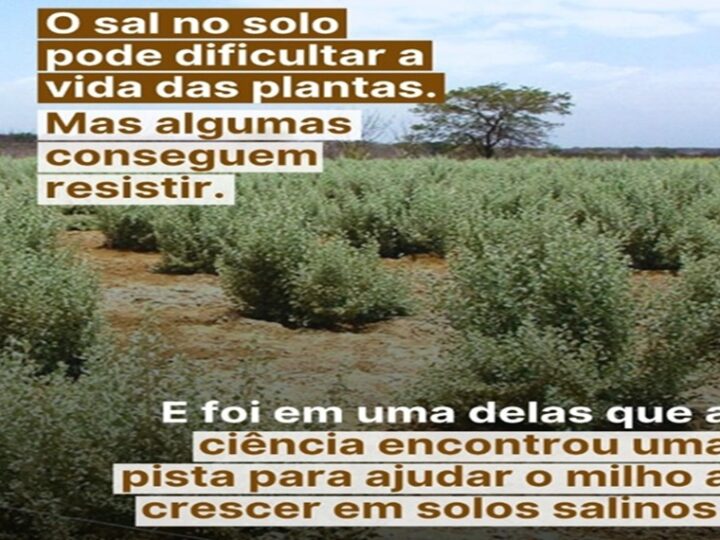 O SAL DA TERRA