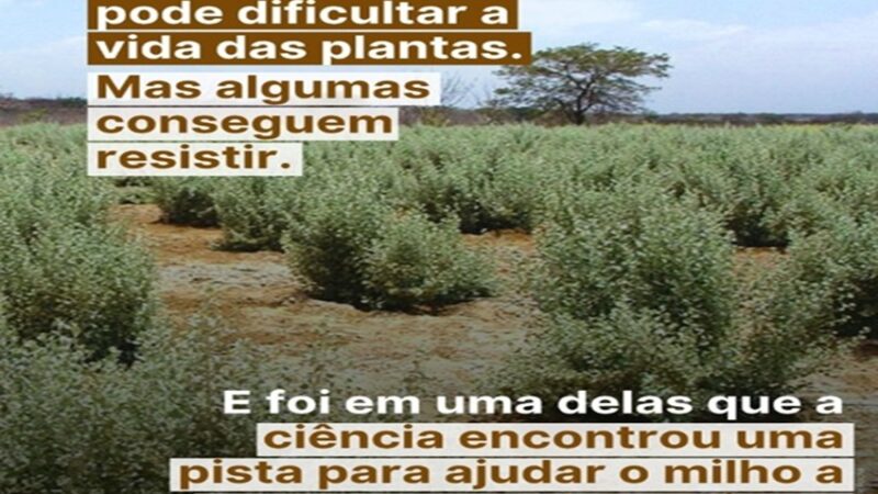 O SAL DA TERRA