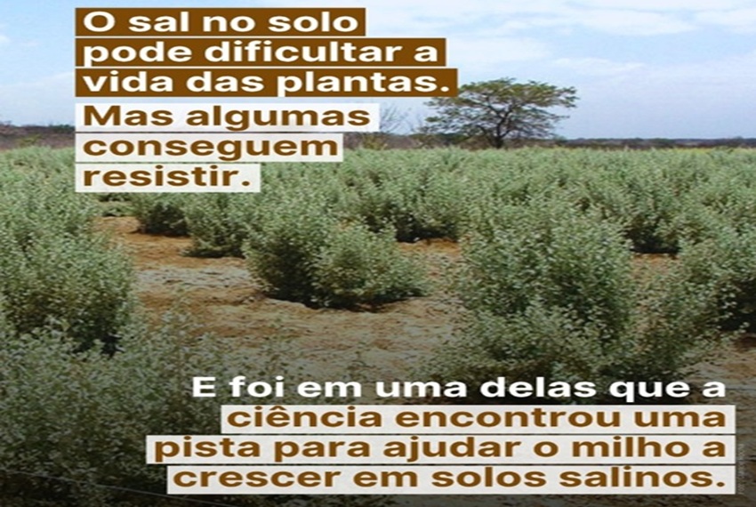 O SAL DA TERRA