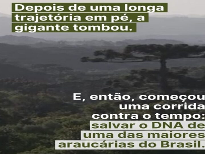 PINHEIRÃO: A queda do “Pinheirão” mobilizou pesquisadores e técnicos em uma corrida contra o tempo na floresta.