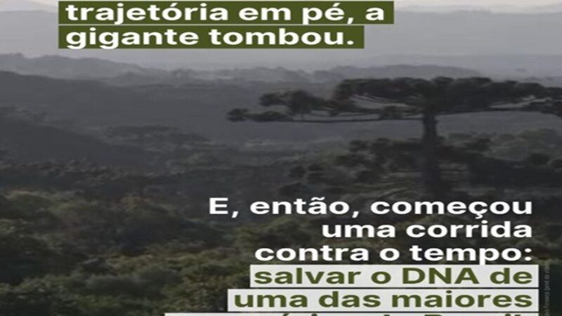 PINHEIRÃO: A queda do “Pinheirão” mobilizou pesquisadores e técnicos em uma corrida contra o tempo na floresta.