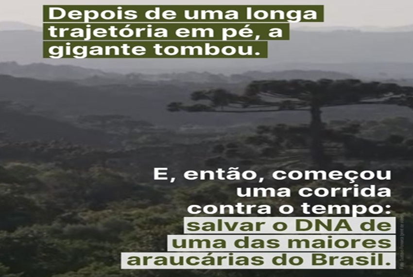 PINHEIRÃO: A queda do “Pinheirão” mobilizou pesquisadores e técnicos em uma corrida contra o tempo na floresta.