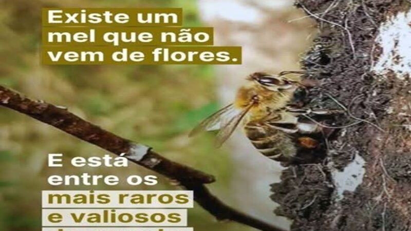 MEL SEM FLORES?