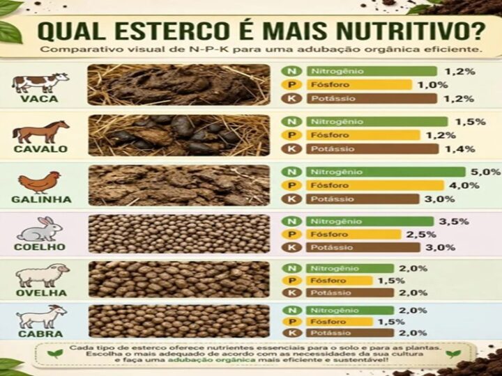 ESTERCO