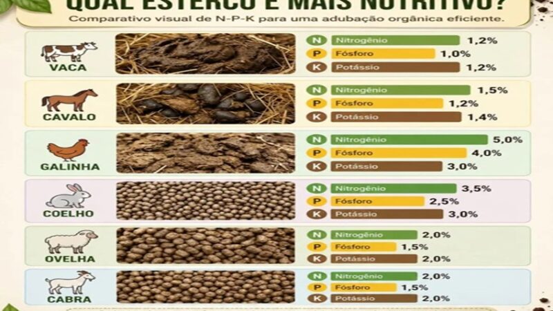 ESTERCO