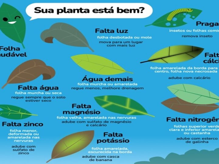 SUA PLANTA