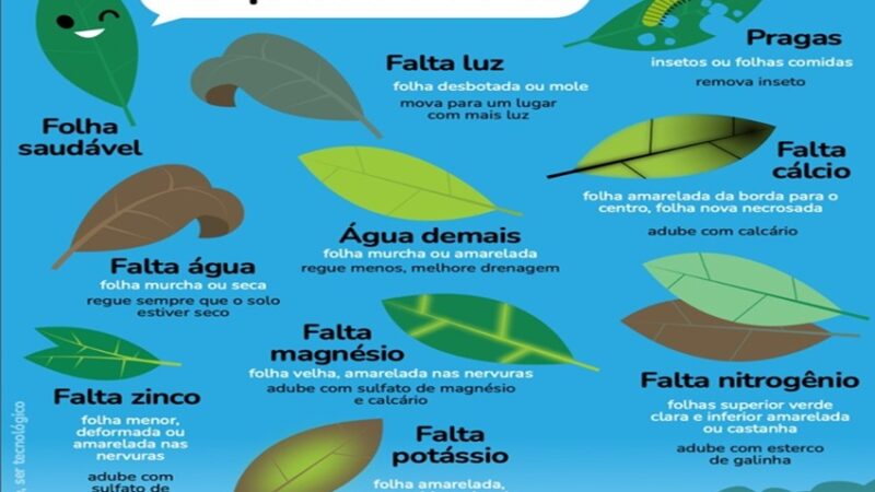 SUA PLANTA