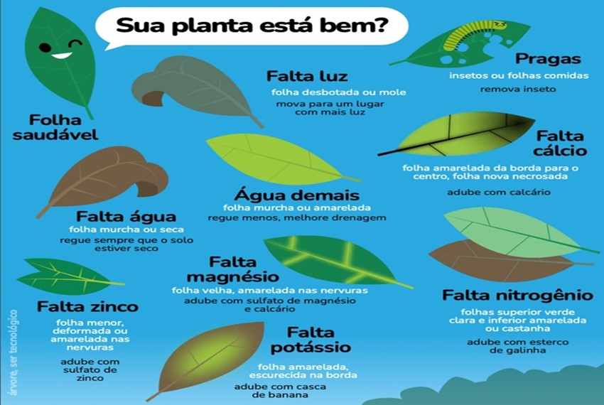 SUA PLANTA