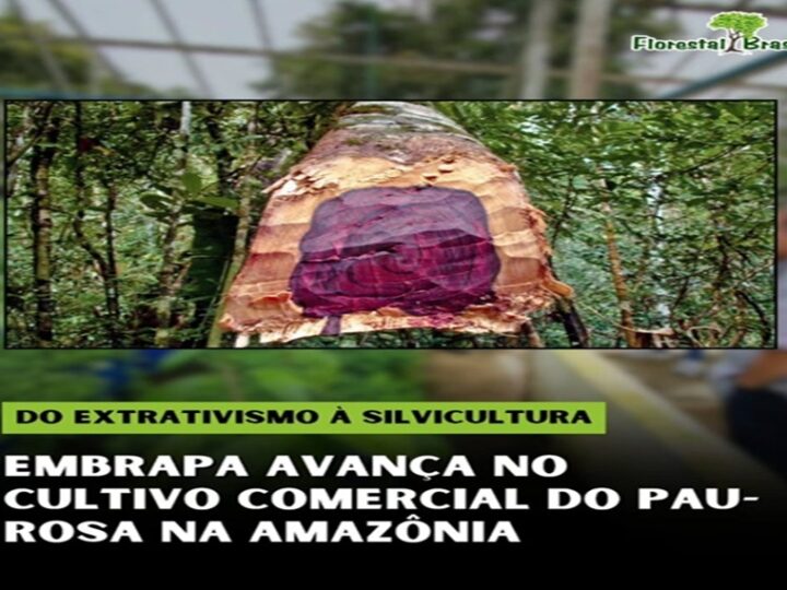 EXTRATIVISMO E SILVICULTURA
