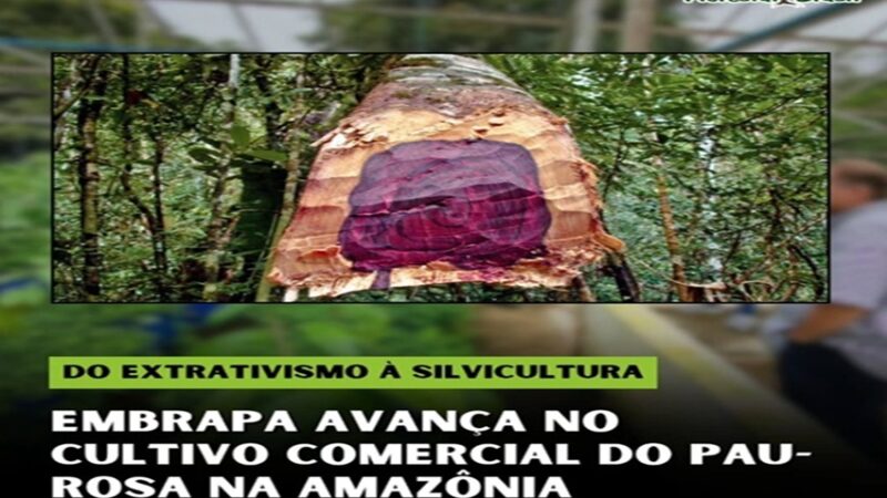 EXTRATIVISMO E SILVICULTURA