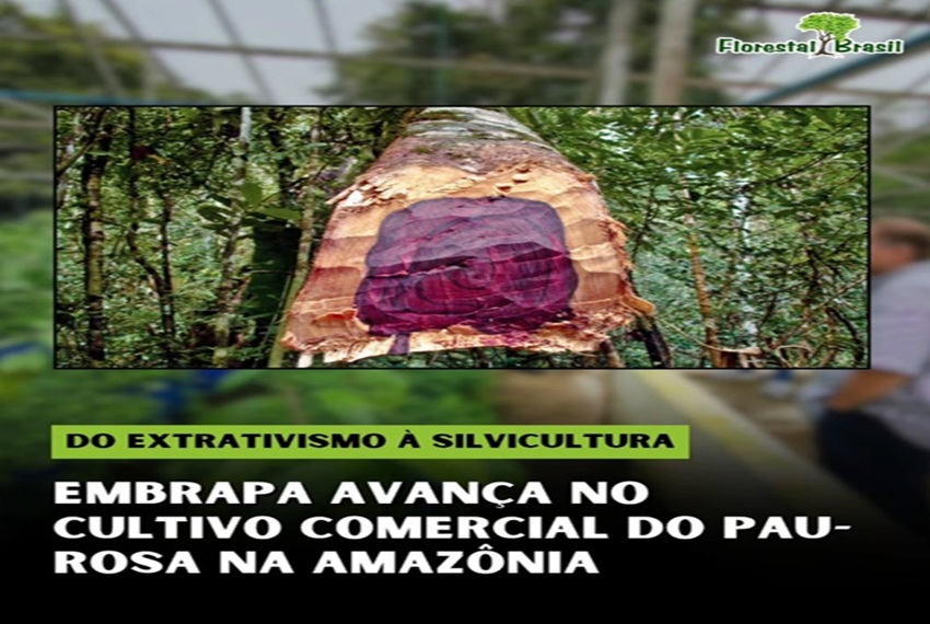 EXTRATIVISMO E SILVICULTURA